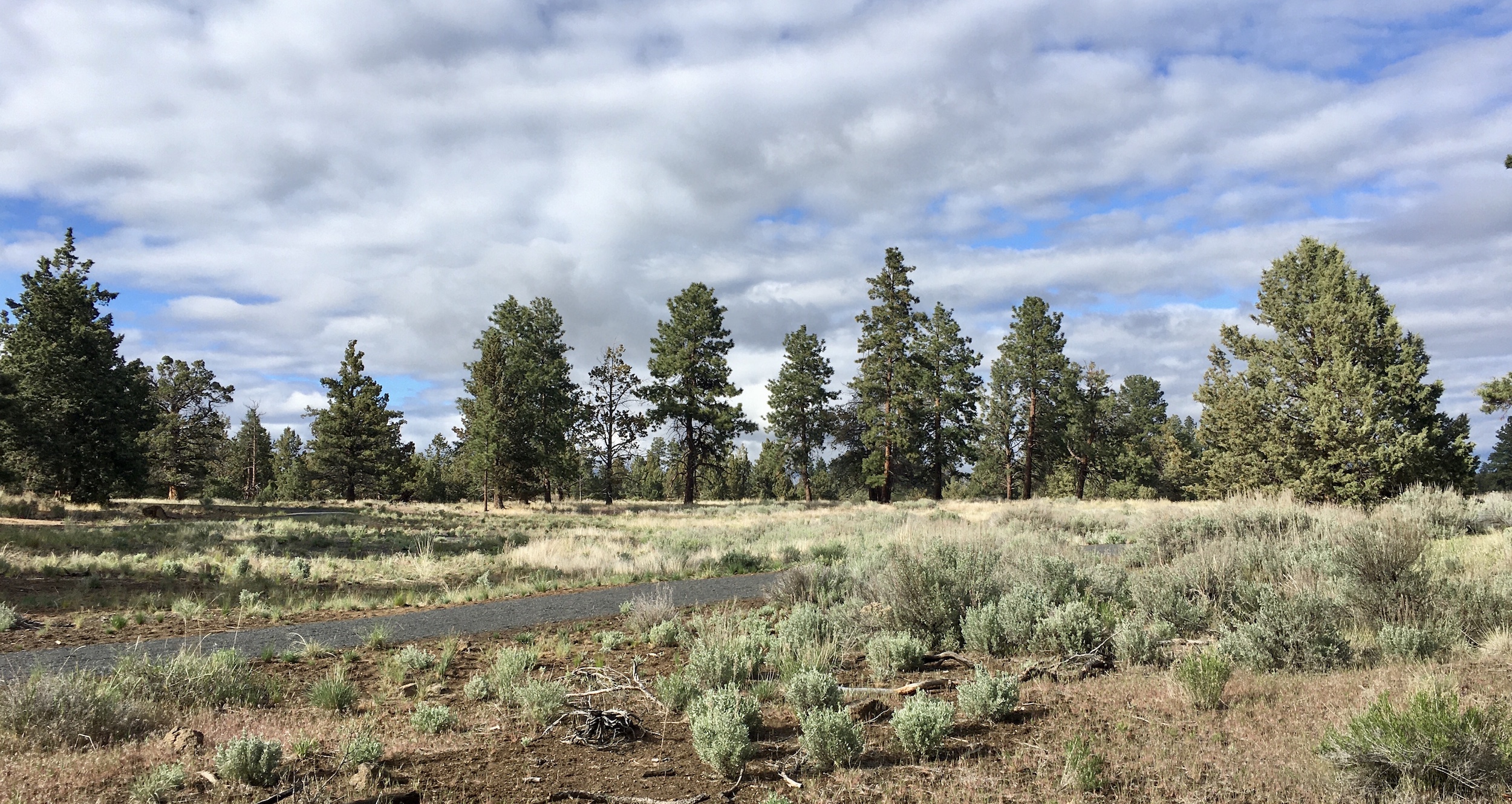 ponderosa forest and sage and grasses at riley ranch