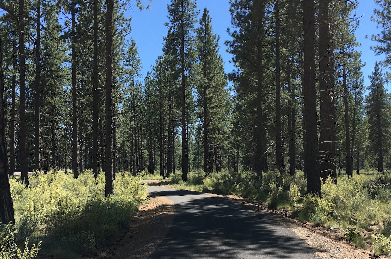 paved path through ponderosa forest