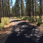 paved pathway through ponderosa forest