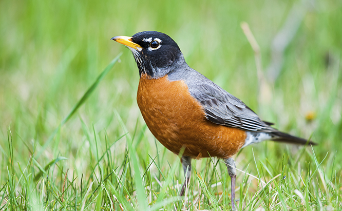 american robin in grass