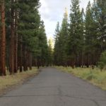 paved road goes through ponderosa forest at shevlin park