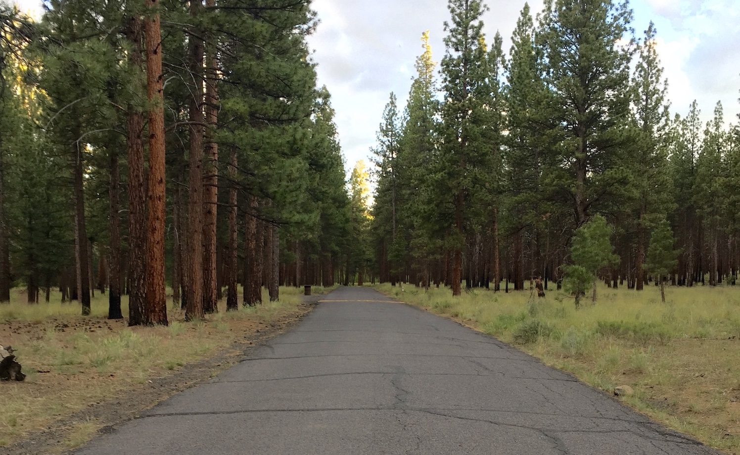 paved road goes through ponderosa forest at shevlin park