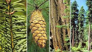 collage of four photos of douglas fir parts including cone, bark, needles and the tree