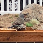 brown and black bird with reddish beak sitting on wood