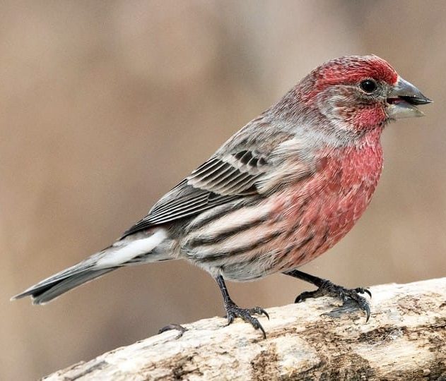 male house finch