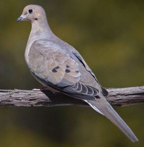 mourning dove on branch
