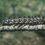 pandora moth caterpillar