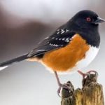 spotted towee bird with orange belly and black back with white spots